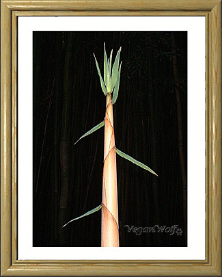 bamboo sprout