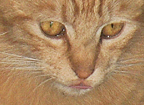 back orangefluff2