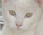 buddy