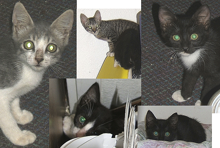 dumpster kittens