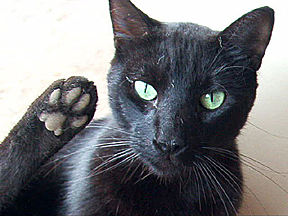 Big Blackie was always in the back... a sweetheart