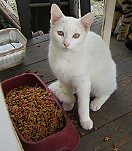 Buddy, one of our favorite sweeties who was always inside the office