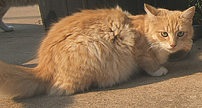 Fluffy, or the Fluff monster stayed in front  with her family...