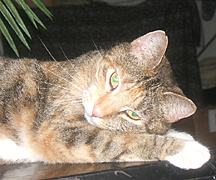 Trouble, stayed inside most days, lounging on the files, or outside on top of the cars...