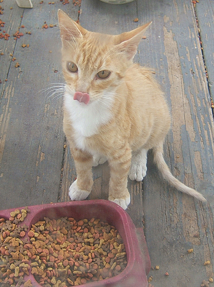 Simba