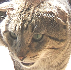 sir ocelot