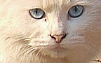nani blue eyes