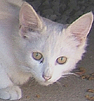 shywhitie