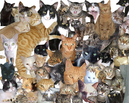 Donate to Save an animal