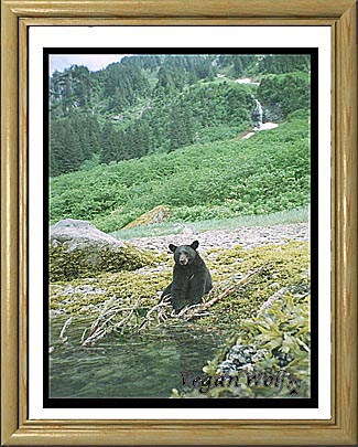 vegan black bear