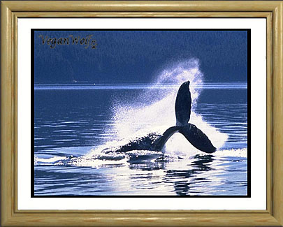 vegan whale tail lob