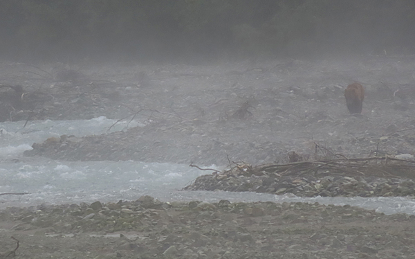Adams inlet brown bear in the fog Glacier Bay National Park