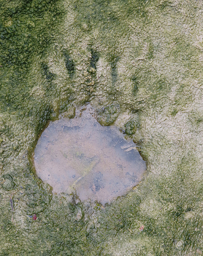 bear track in Glacier Bay National Park