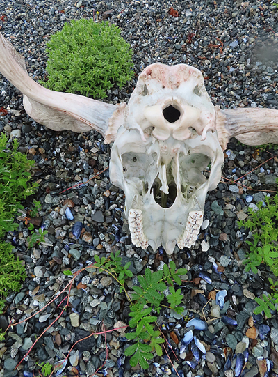 muir inlet moose bones Glacier Bay National Park