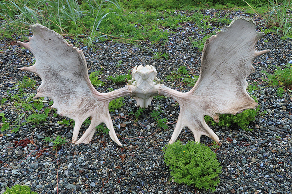 muir inlet moose skull Glacier Bay National Park
