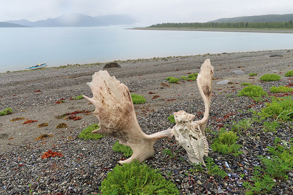 muir inlet moose antlers Glacier Bay National Park