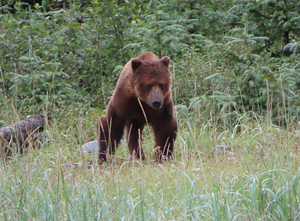 muir inlet brownbear Glacier Bay National Park