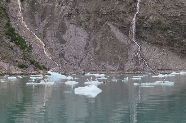 McBride Glacier area of Glacier Bay Alaska