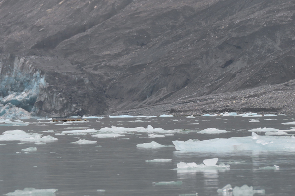 McBride Glacier area of Glacier Bay Alaska