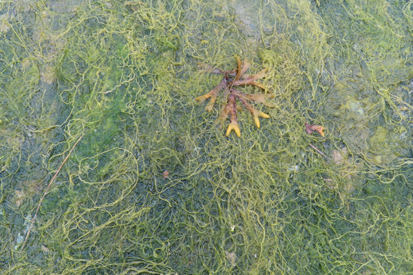 seaweed Plants of Glacier Bay Alaska