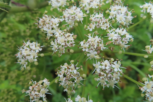 Plants of Glacier Bay Alaska