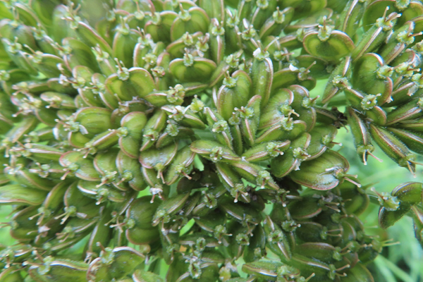 Plants of Glacier Bay Alaska