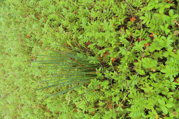 Plants of Glacier Bay Alaska