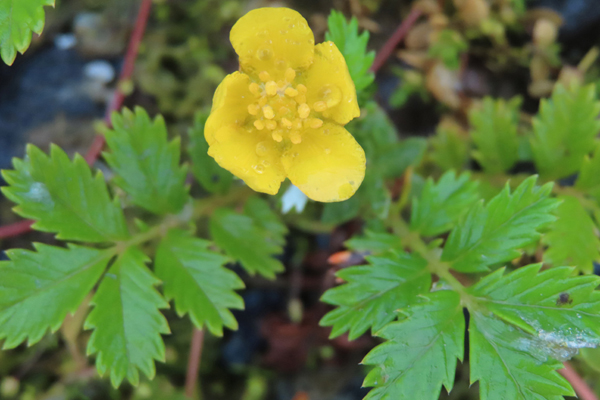 Plants of Glacier Bay Alaska