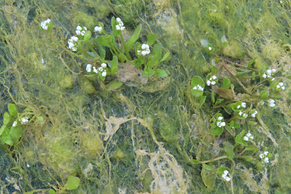 seaweed Plants of Glacier Bay Alaska