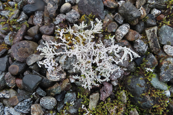 Plants of Glacier Bay Alaska