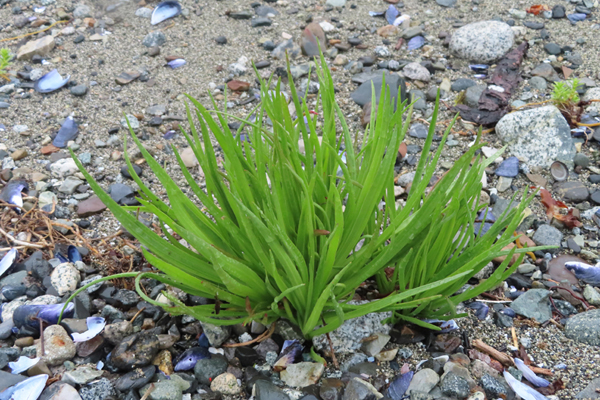 Plants of Glacier Bay Alaska