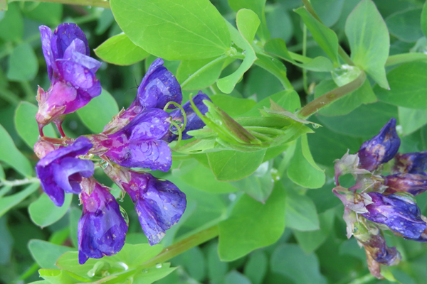 Plants of Glacier Bay Alaska