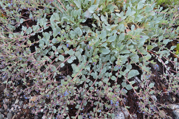 Plants of Glacier Bay Alaska