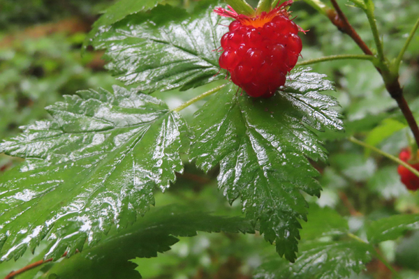 Plants of Glacier Bay Alaska