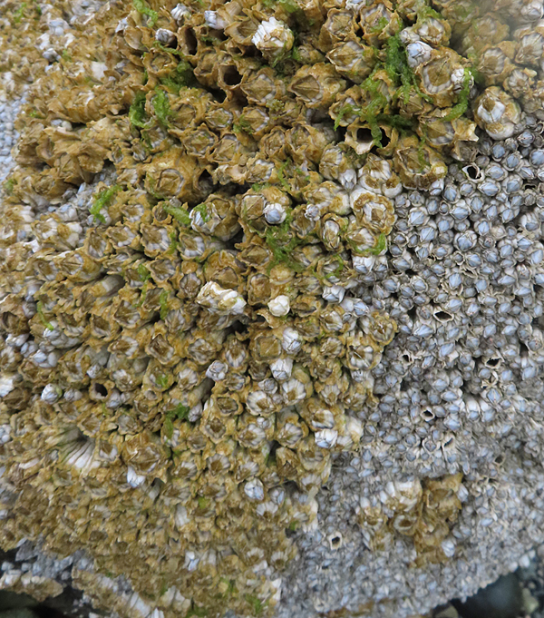  arthropod barnacle crustaceans of Glacier Bay Alaska