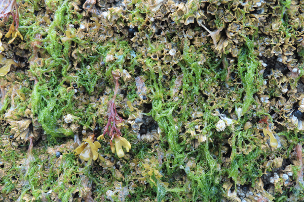 Plants of Glacier Bay Alaska
