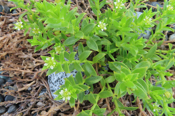 Plants of Glacier Bay Alaska