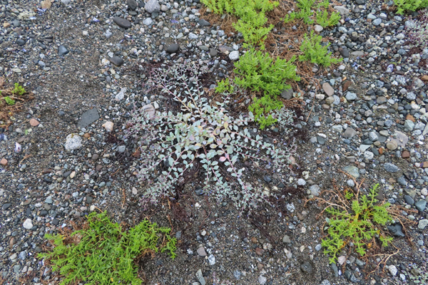 Plants of Glacier Bay Alaska