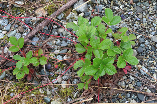 Plants of Glacier Bay Alaska