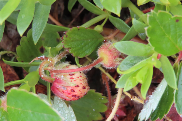 Plants of Glacier Bay Alaska