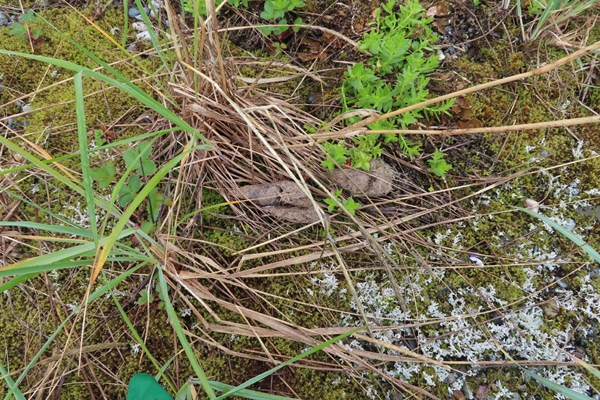 Plants of Glacier Bay Alaska