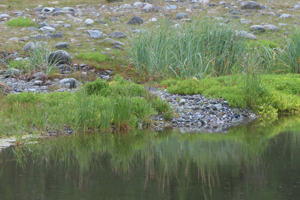 Plants near stream reflection of Glacier Bay Alaska