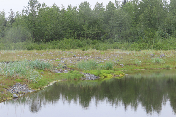 Plants by stream of Glacier Bay Alaska