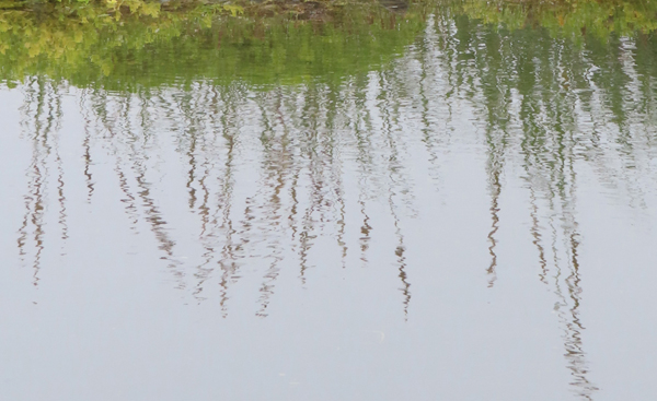 Plants reflection of Glacier Bay Alaska