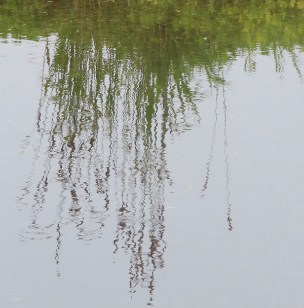 Plants reflection of Glacier Bay Alaska