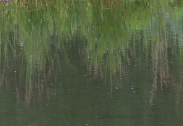 Plants reflection of Glacier Bay Alaska
