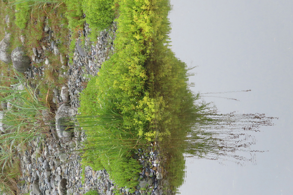 Plants by stream of Glacier Bay Alaska