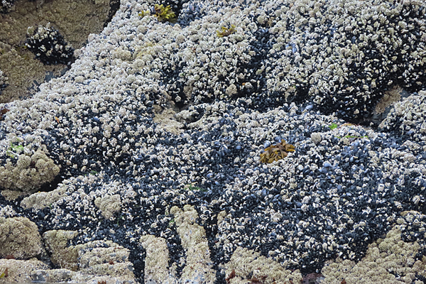 tidal zone of Glacier Bay Alaska