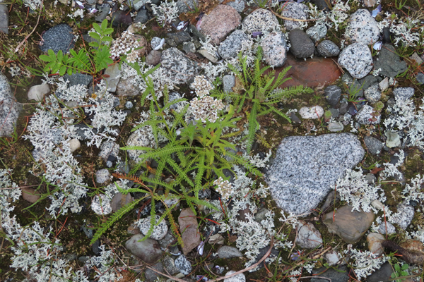 Plants of Glacier Bay Alaska
