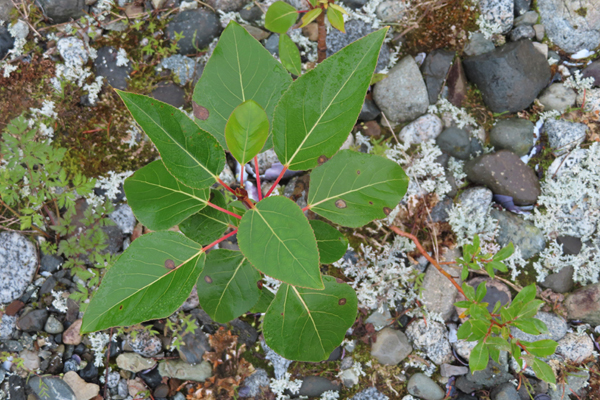 Plants of Glacier Bay Alaska